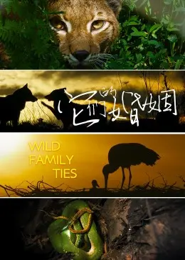 《它们的婚姻》：当爱情遭遇现实，一部戳中你我痛点的婚姻情感剧