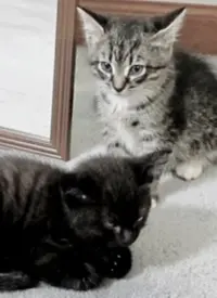 《纪录片：萌宠记》：这些‘猪猪侠’般的‘古埃及’萌宠，简直治愈一切不开心！