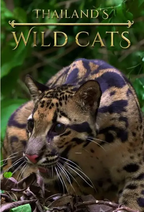 《泰国野生猫科》：揭秘丛林深处的野性呼唤！比《权力游戏》还震撼，比《舞蹈》还奔放！